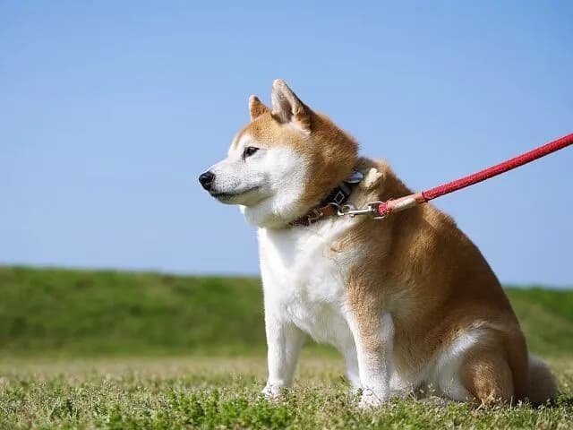 【悲報】犬の散歩、ガチでめんどい