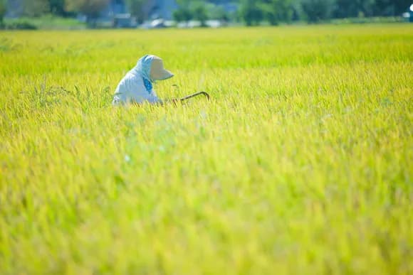 【悲報】日本人、気づく…「米農家だけでなく、野菜農家も漁師も酪農家も畜産家も高齢化してない？」