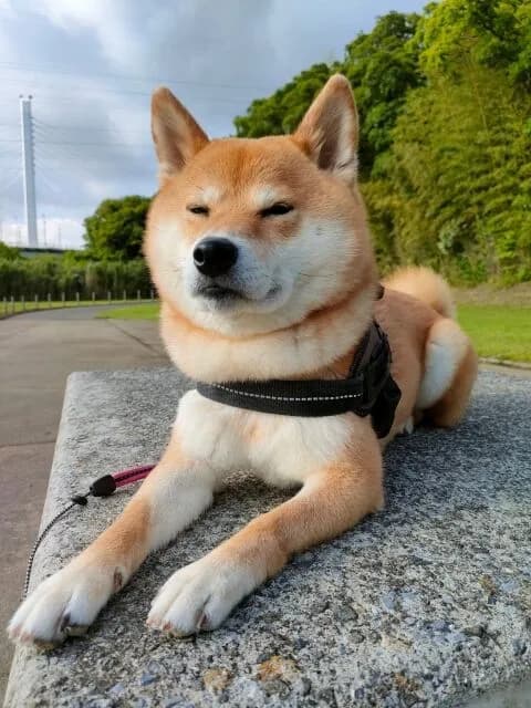 柴犬←かわいいです、賢いです、忠誠心あります←こいつ