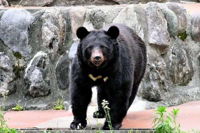 長野県飯山市「クマを駆除する猟友会員報酬を2倍ちかくに引き上げる！危険性や金銭的負担を考慮すると当然」