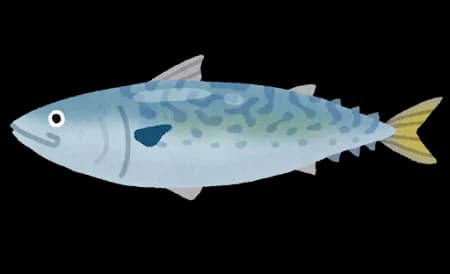 結局さあ　サバが一番うまい魚なのではないか？