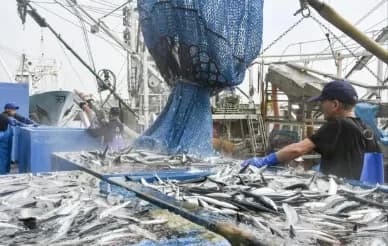 【朗報】サンマ大漁ｗｗｗｗｗお前らの想像以上に大漁ｗｗｗｗｗｗｗｗｗｗｗｗｗｗ