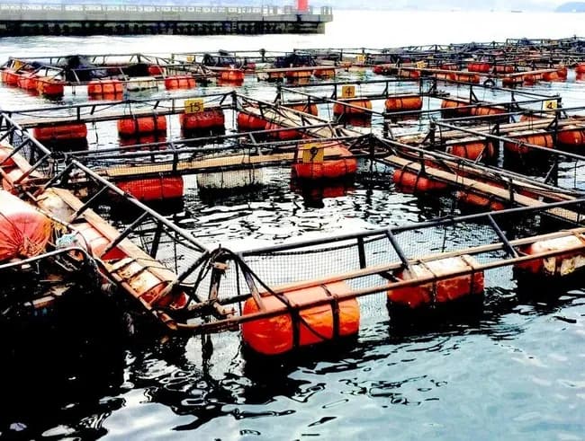 帝国データバンク「焼肉屋、洋菓子店に続き養殖業者の倒産も過去最高となりました」