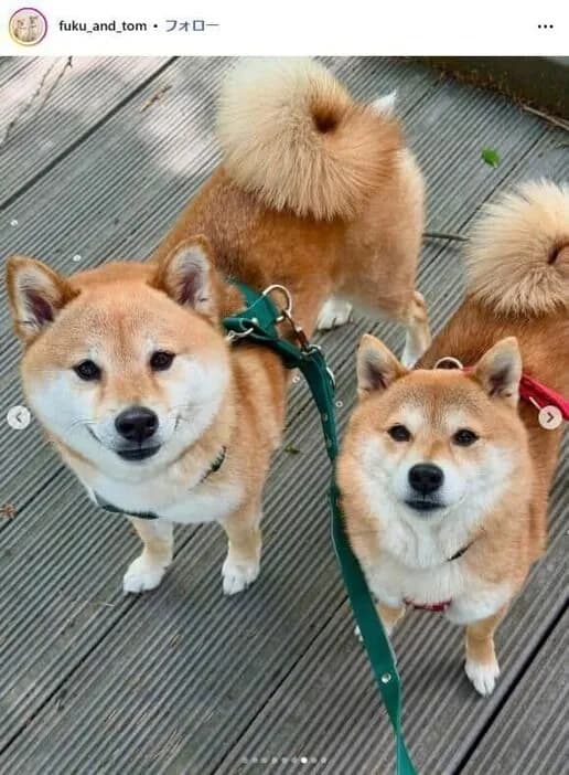 【悲報】人気YouTuber「豆柴福ちゃん富くん」、飼い主離婚で終了　涙の決断...2匹散り散り活動へ