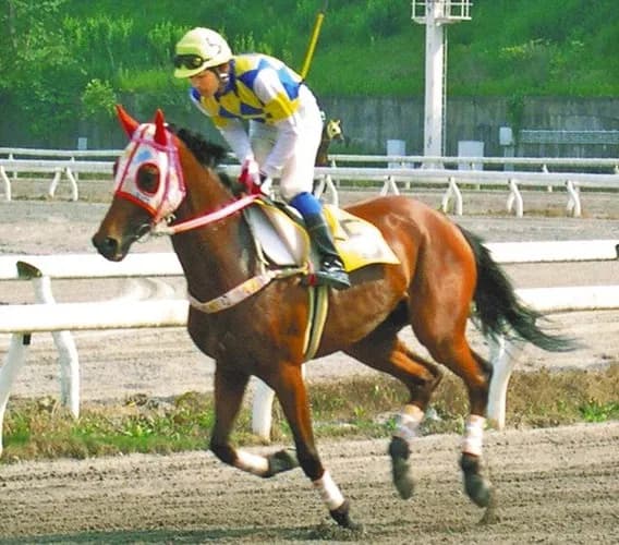 【訃報】ハルウララ、天国へと旅立っていた…