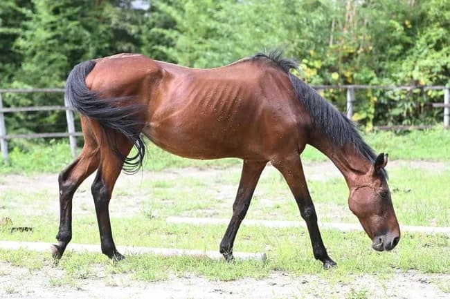 【訃報】ハルウララ(29)、逝く　〝113連敗した負け組の星〟が天国へ
