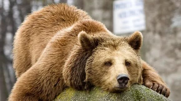 【疑問】クマって絶滅させちゃダメなん・・・・？