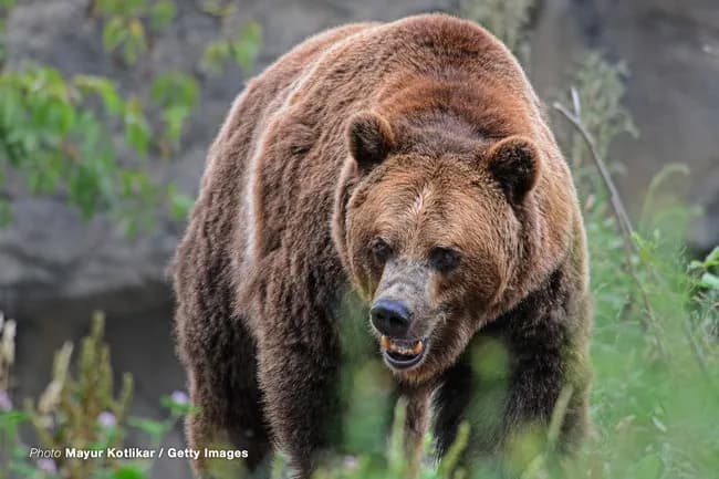 🐻📞「熊を殺すな！」🐻📞「かわいそうだと思わないのか！」