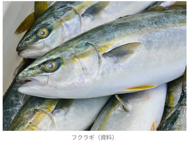 彡(^)(^)｢給食のフクラギの梅味噌焼き美味いなぁ｣→彡()()　児童生徒約100名にアレルギー症状