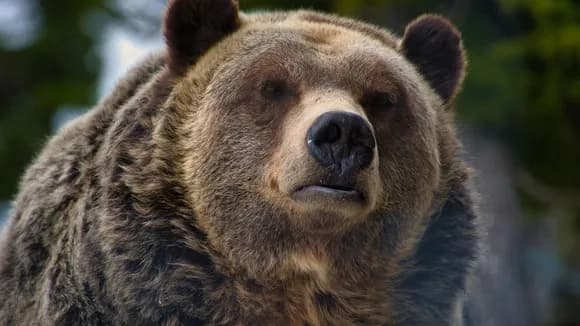 【画像】役所「クマに出くわした場合は2mまで近づいて弱装弾で撃ち◯してね」