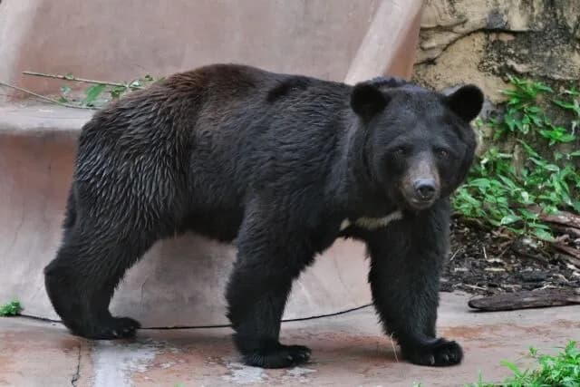 クマさんの来訪が増えた理由