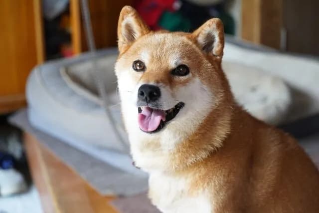 【謎】柴犬を飼う人、多すぎる・・・