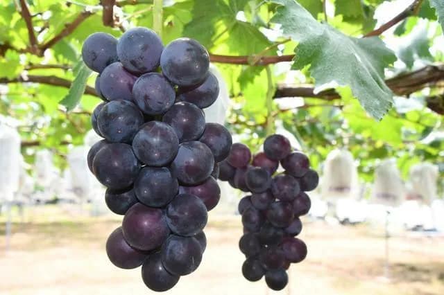 【悲報】ブドウ界の王「巨峰」トップ陥落