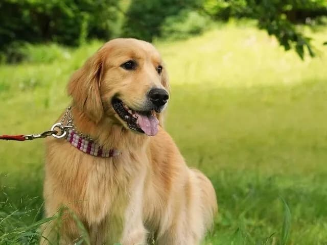 大型犬飼ってる人って1日どれくらい散歩させてんの？