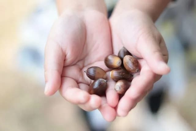 今年「どんぐりが不作で…」去年「どんぐりが不作で…」一昨年「どんぐりが不作で…」