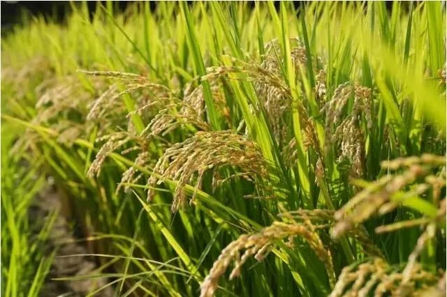 コメ政策転換、26年は減産　高値継続か、供給過剰を懸念