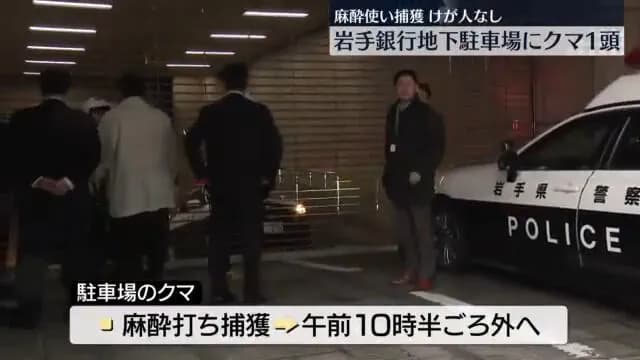 【朗報】岩手銀行本店の地下駐車場に立てこもったクマ、動物園の獣医さんに吹き矢で麻酔打たれ無事捕獲