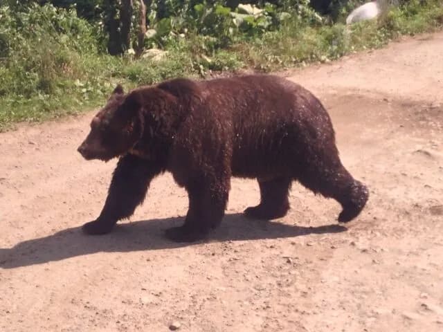 【大激論】なんでクマは凶暴化しとるんやろな？🤔