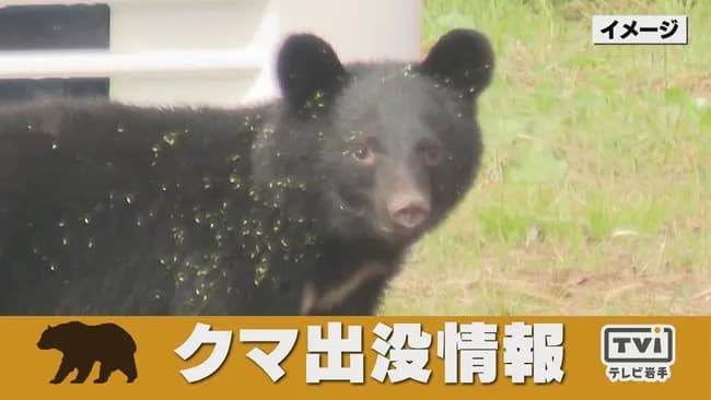【悲報】 岩手大学さん、構内にクマが出現したため午後全面休講ｗｗｗｗｗｗｗｗ
