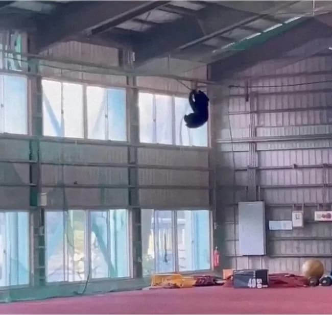 クマ、野球部の屋内練習場でやりたい放題ｗｗｗｗwｗｗｗｗｗｗ