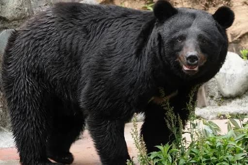 【悲報】九州民さん、熊騒動に関心がなさすぎるｗｗｗｗｗｗｗｗｗｗｗｗｗｗｗｗ