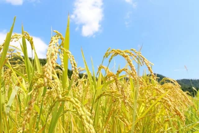 農林水産省、2026年産のコメ減産を正式に決定、石破から転換wwwwwwwwwwwwwwwww🌾