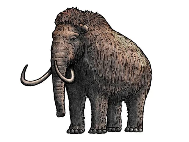 マンモス絶滅（4000年前）　エジプトのピラミッド（4500年前）←これ