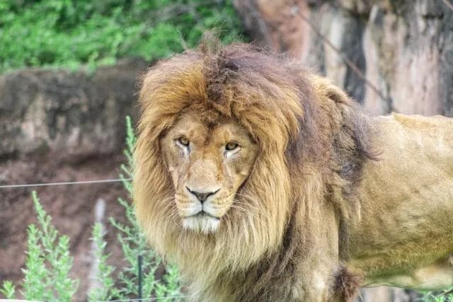 動物園「熊対策にライオン、ゾウ、ゴリラ貸し出します！」←やらない理由