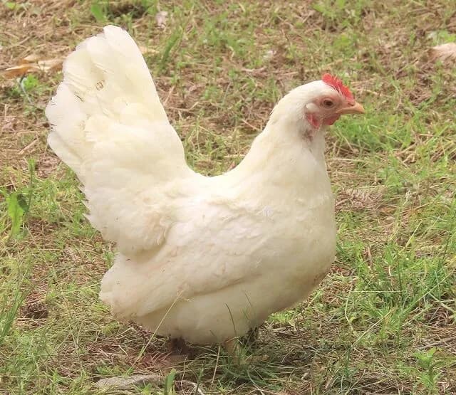 鶏←卵産みます、エサ代安いです、可愛いです、飼育簡単です