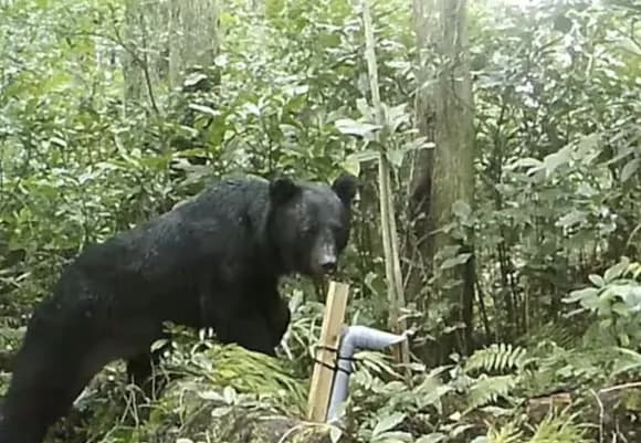 【悲報】熊さん、ついに九州侵略へ・・・・・・・・・