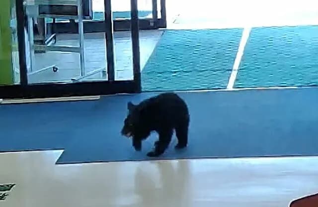 クマサン、ついに村役場に来庁　住民登録も近そう