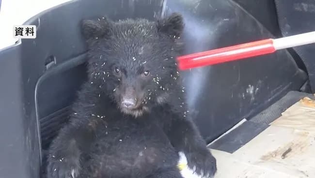 捕まった子グマちゃん（50cm）、山へ帰される