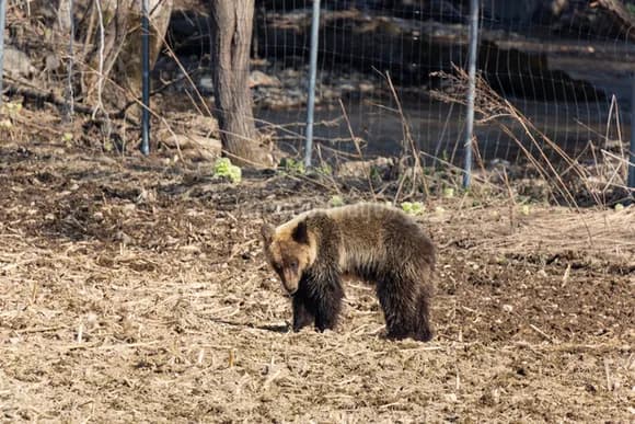 【朗報】捕まった子グマちゃん（50cm）、山へ帰されるｗｗｗｗｗ