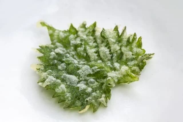 天ぷら屋で一番美味しいのって大葉だよな