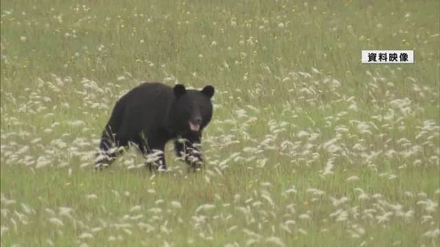 【悲報】クマさん🐻、駅を占拠