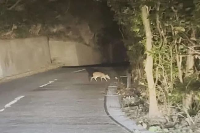 伊豆大島で「キョン」が大量繁殖