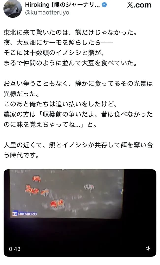 クマサン、イノシシと仲良く畑の作物を食べまくる🐻