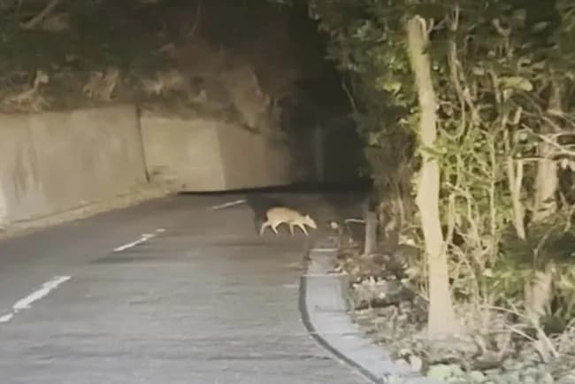 伊豆大島で「キョン」が大量繁殖