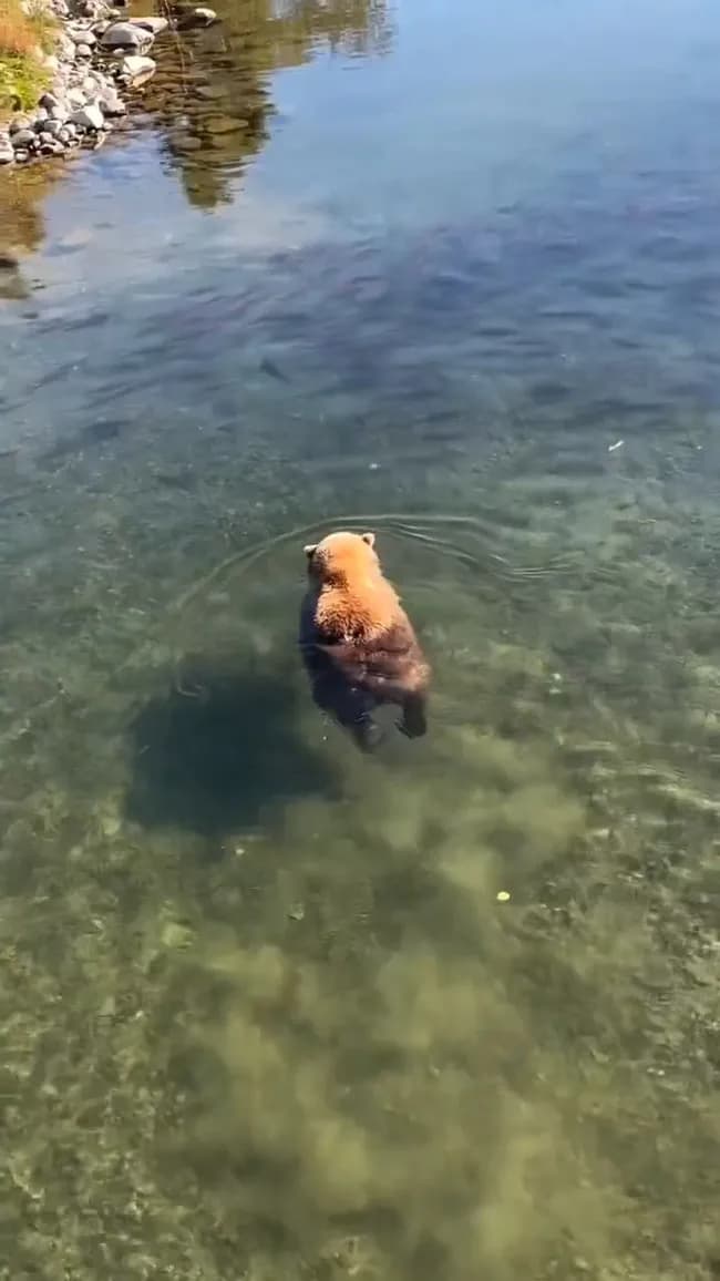 【動画】クマサン、川で泳ぐ