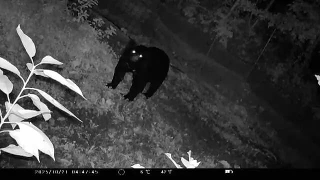 【悲報】熊さん🐻、梨を２トン食い荒らす
