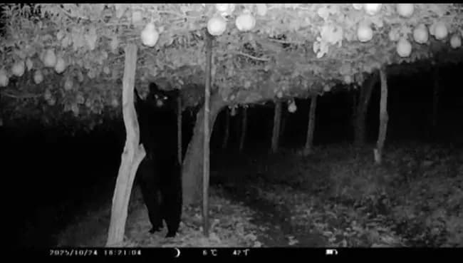 【悲報】熊さん🐻、梨を２トン食い荒らす