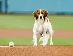 【朗報】デコピン、ちゃんと大谷に着いていく