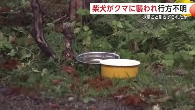 柴犬がクマに襲われ行方不明　小屋ごと引きずられたか　秋田