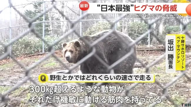 【悲報】ヒグマさん、100m 7.2秒、パンチ力2000kg、20km以上泳げるスタミナ