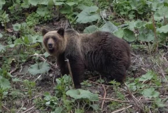 【悲報】クマさん、また外飼いの犬を襲う！犬小屋ごと引きずり逃亡・・・・・