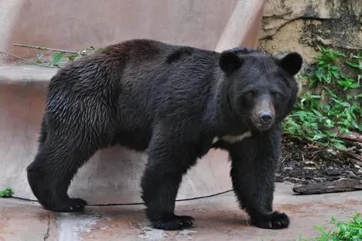 【疑問】すまん、いうほどクマが死んで人間困る?wwwwwwwwwwwwwwww