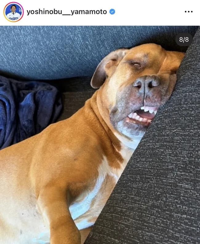 【画像】山本由伸の愛犬「カルロス」の寝顔wwwwwwww