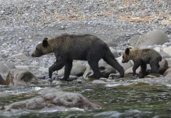 【悲報】クマさん、鉄砲持った素人を返り討ち・・・・・・・