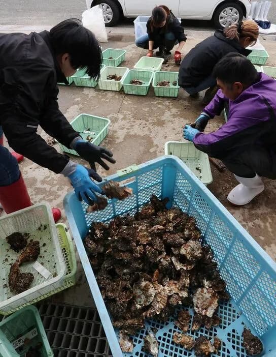 【悲報】広島産の牡蠣がほぼ全滅 全国生産の8割占めるエリア