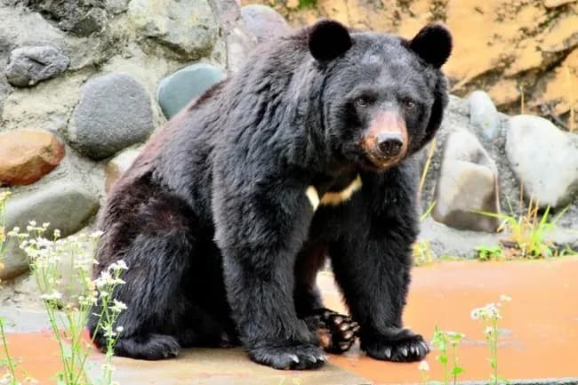 港区や目黒区に住んでる動物保護活動家「クマはなるべく山に返す努力を」「クマと戦争は間違っている」